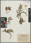 Foto von Salix alpina Scop. x Salix kitaibeliana Willd.